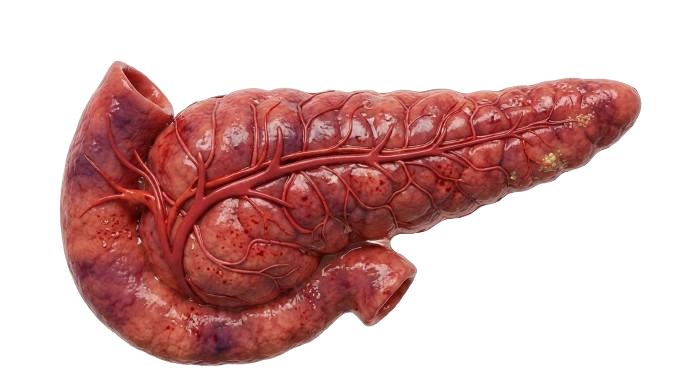 Pancreas - overworking